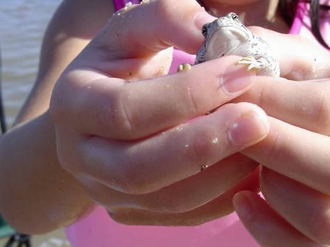 This American Summer: Finding Fun Close to Home Photo